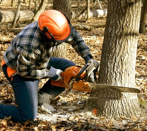 Tree Removal in Woodstock Valley, CT